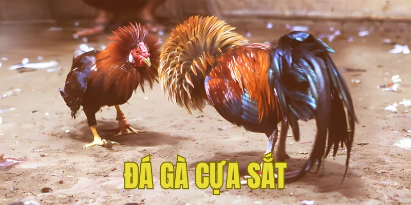 Banner www.toyota-vinhphuc.com.vn